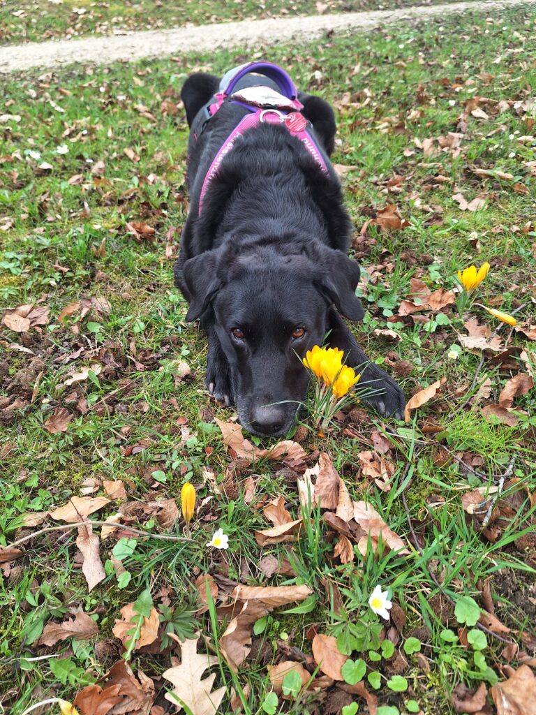 Assistenzhündin Ylvi