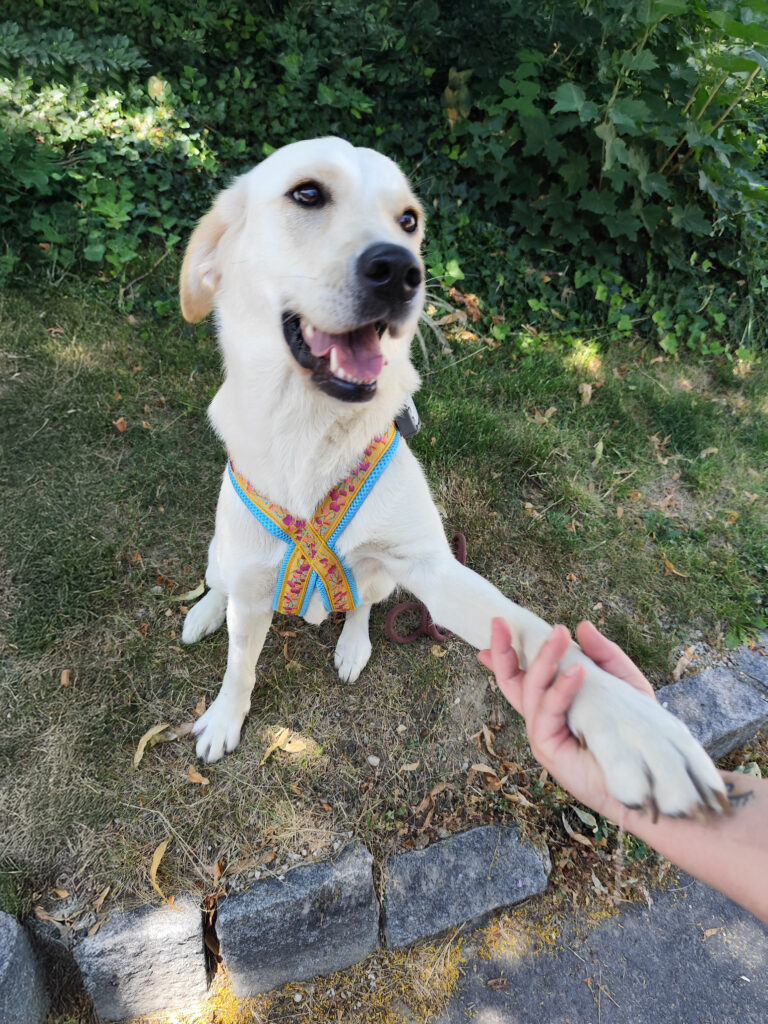 Assistenzhündin Lilly/Pfoten halten mit Klara