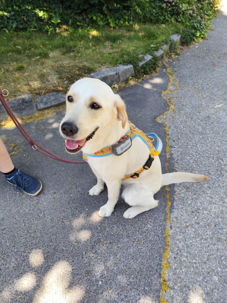 Assistenzhündin Lilly