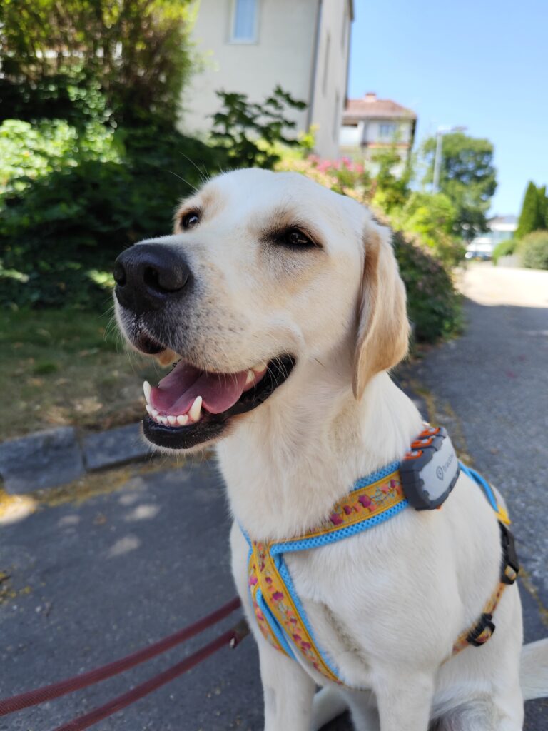 Assistenzhündin Lilly