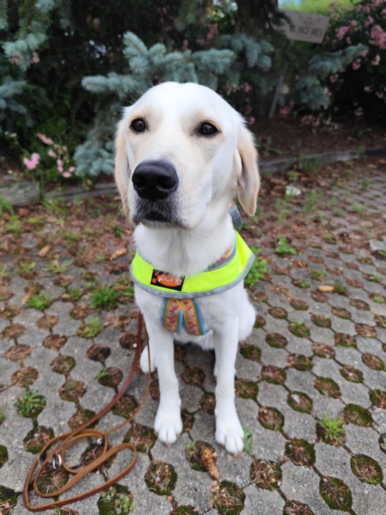 Assistenzhündin Lilly