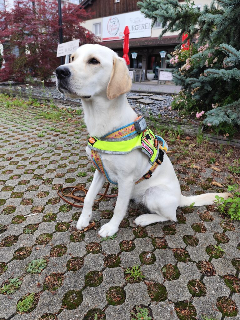 Assistenzhündin Lilly