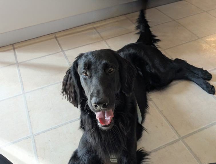 Barolo Assistenzhund in Ausbildung