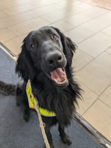Barolo Assistenzhund in Ausbildung